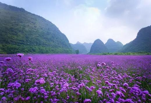 贵州熏衣草花海在哪儿，10月贵州看薰衣草攻略