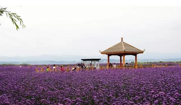 贵州熏衣草花海在哪儿，10月贵州看薰衣草攻略
