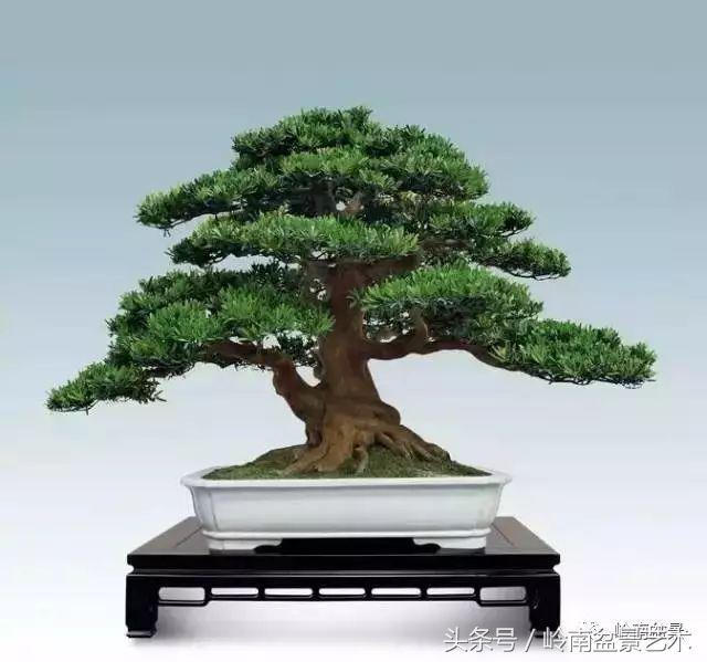 罗汉松盆景欣赏精品，海岛罗汉松——我的红颜知己