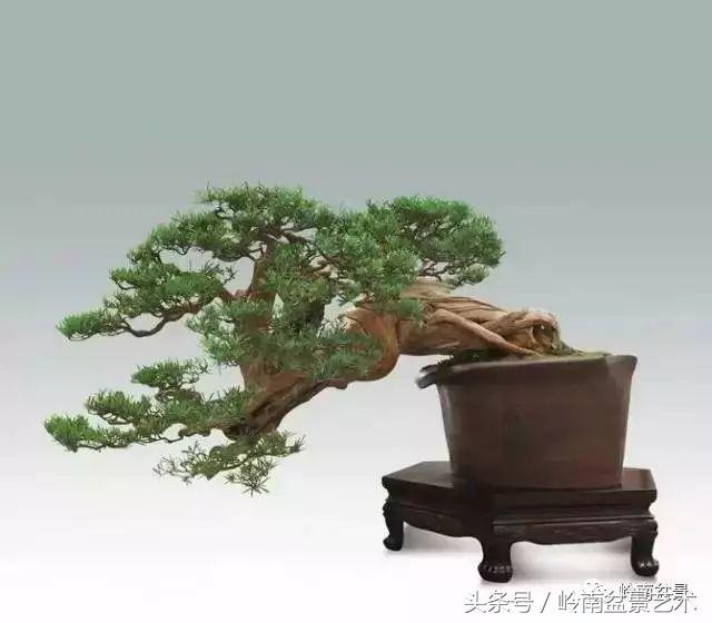 罗汉松盆景欣赏精品，海岛罗汉松——我的红颜知己