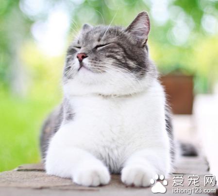 猫怀孕大约多长时间，一般大约在65天左右