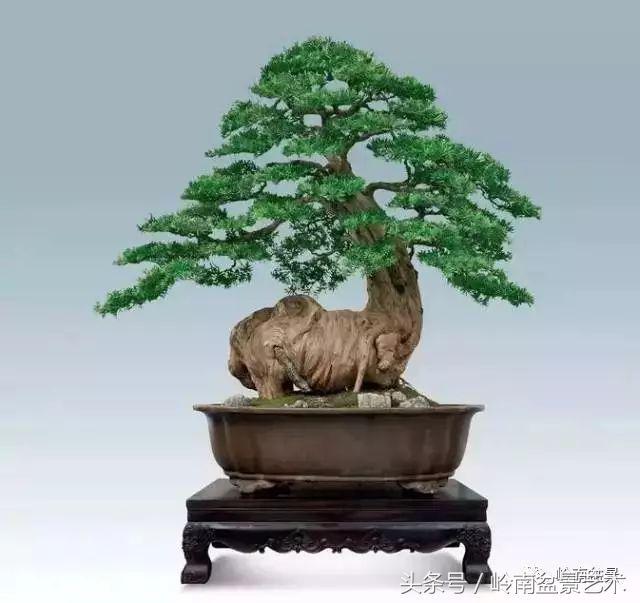 罗汉松盆景欣赏精品，海岛罗汉松——我的红颜知己