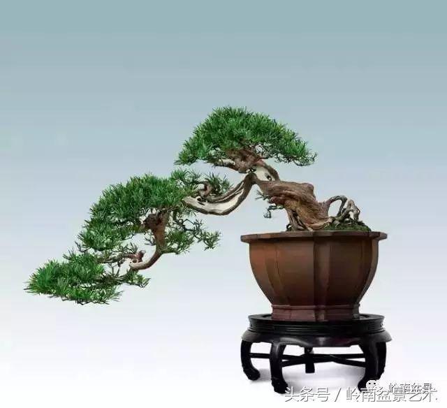 罗汉松盆景欣赏精品，海岛罗汉松——我的红颜知己