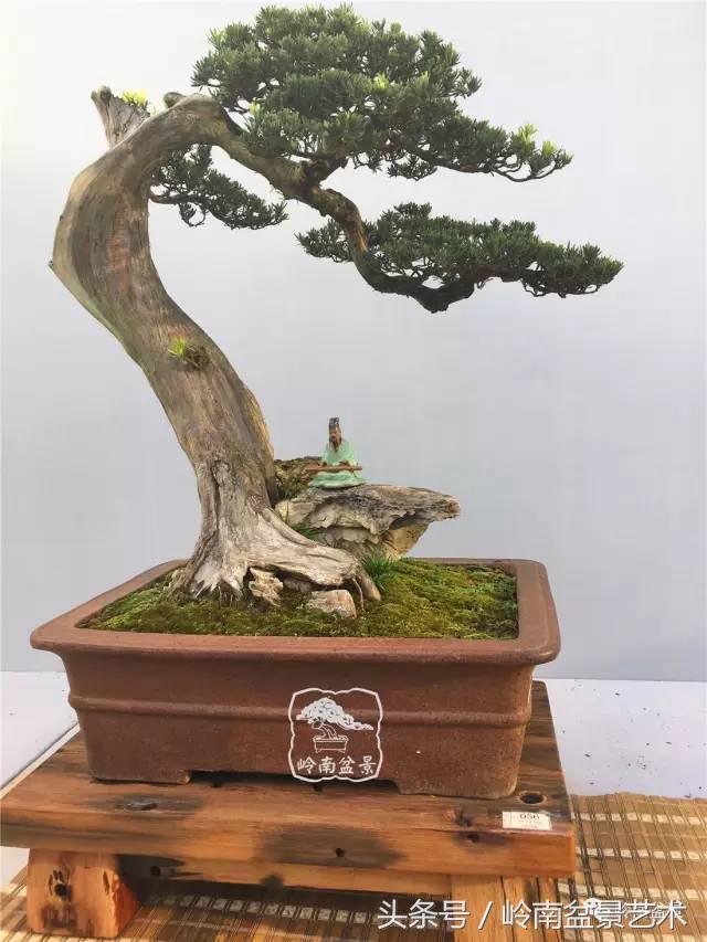 罗汉松盆景欣赏精品，海岛罗汉松——我的红颜知己