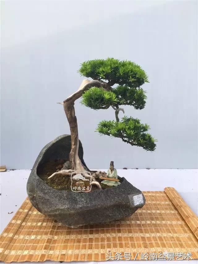 罗汉松盆景欣赏精品，海岛罗汉松——我的红颜知己