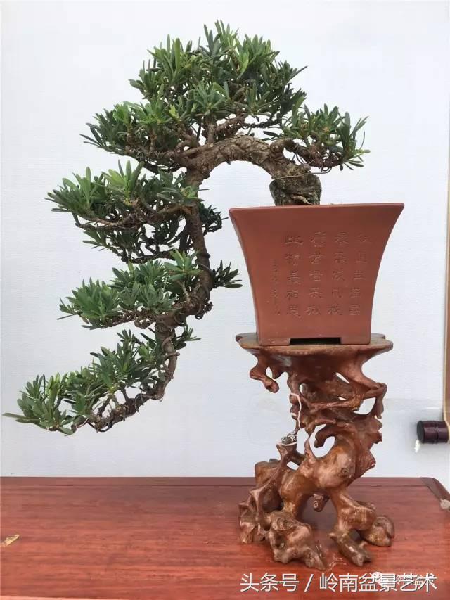 罗汉松盆景欣赏精品，海岛罗汉松——我的红颜知己