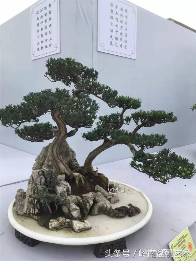 罗汉松盆景欣赏精品，海岛罗汉松——我的红颜知己