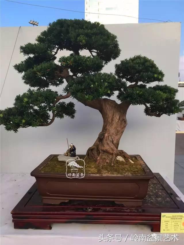 罗汉松盆景欣赏精品，海岛罗汉松——我的红颜知己