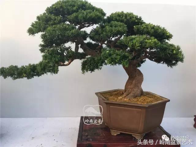 罗汉松盆景欣赏精品，海岛罗汉松——我的红颜知己