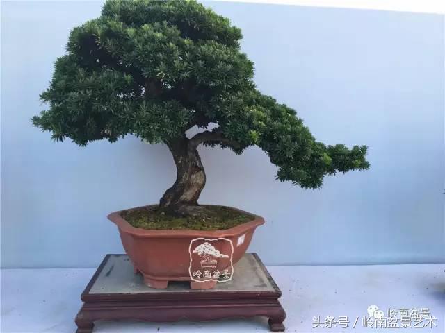 罗汉松盆景欣赏精品，海岛罗汉松——我的红颜知己