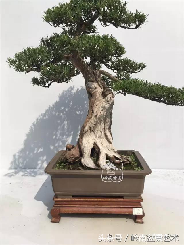 罗汉松盆景欣赏精品，海岛罗汉松——我的红颜知己