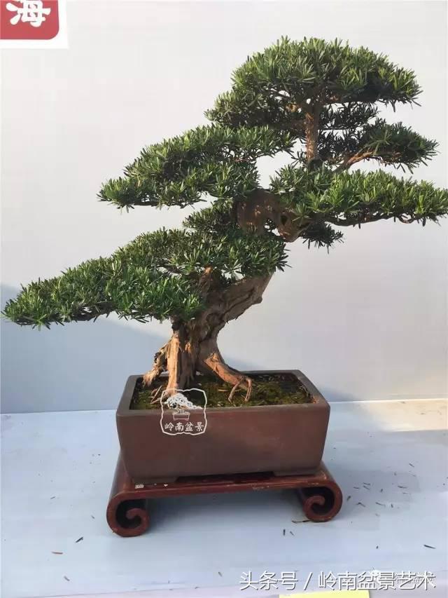 罗汉松盆景欣赏精品，海岛罗汉松——我的红颜知己