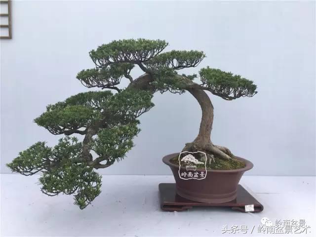 罗汉松盆景欣赏精品，海岛罗汉松——我的红颜知己