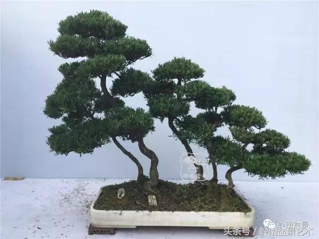 罗汉松盆景欣赏精品，海岛罗汉松——我的红颜知己