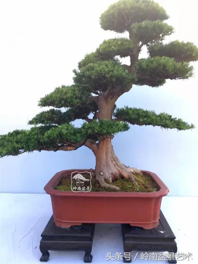 罗汉松盆景欣赏精品，海岛罗汉松——我的红颜知己