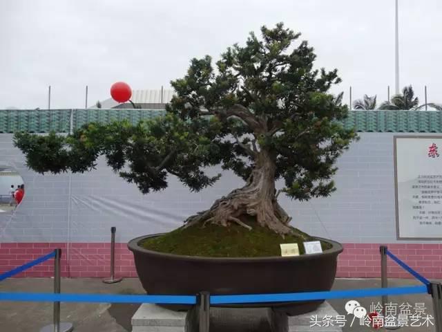 罗汉松盆景欣赏精品，海岛罗汉松——我的红颜知己