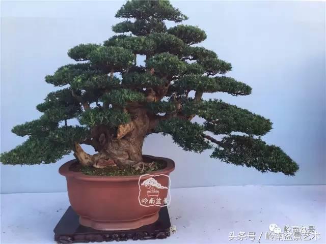 罗汉松盆景欣赏精品，海岛罗汉松——我的红颜知己