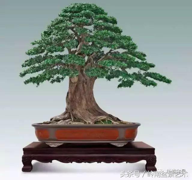 罗汉松盆景欣赏精品，海岛罗汉松——我的红颜知己