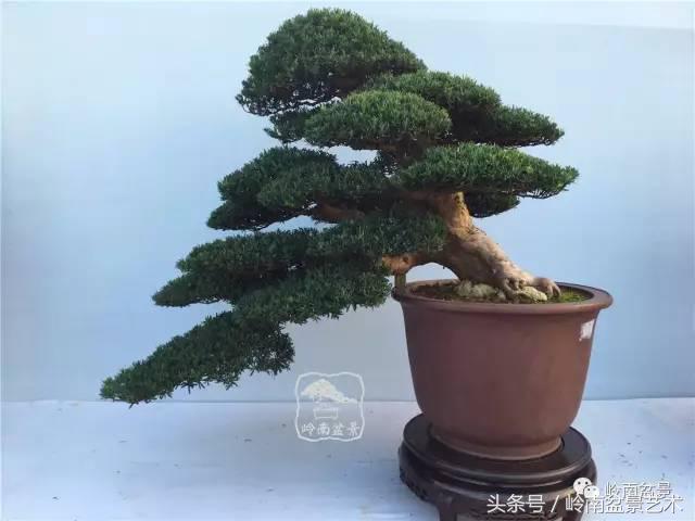 罗汉松盆景欣赏精品，海岛罗汉松——我的红颜知己