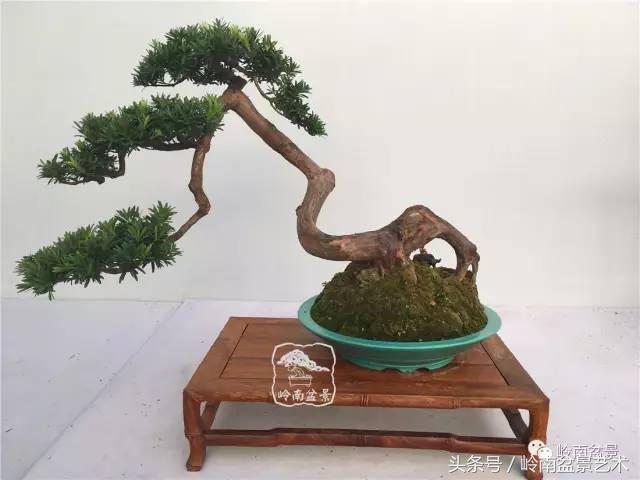 罗汉松盆景欣赏精品，海岛罗汉松——我的红颜知己