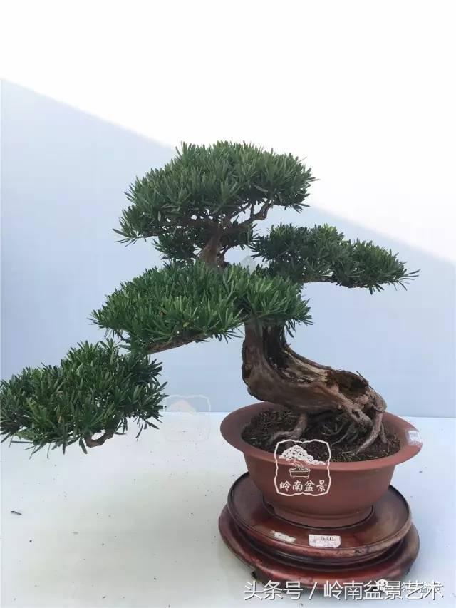 罗汉松盆景欣赏精品，海岛罗汉松——我的红颜知己