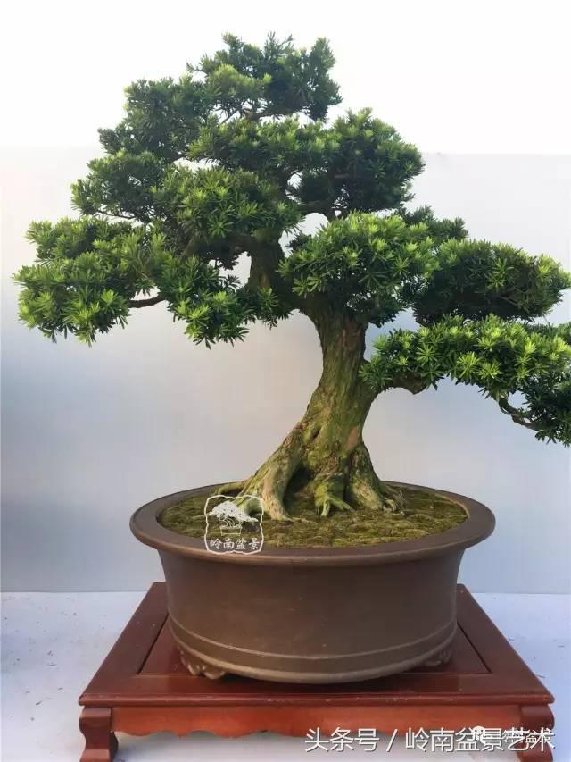 罗汉松盆景欣赏精品，海岛罗汉松——我的红颜知己