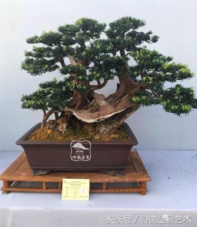 罗汉松盆景欣赏精品，海岛罗汉松——我的红颜知己