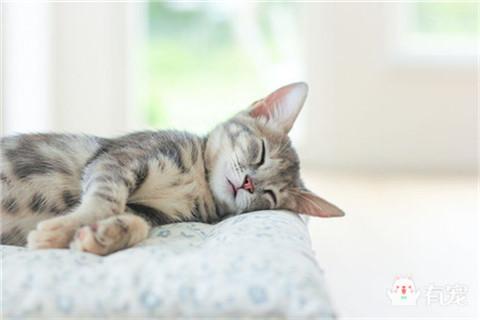 梦见养了一只猫，有宠解梦之梦见猫咪代表什么呢（做梦梦见养了一只猫咪有什么预兆）