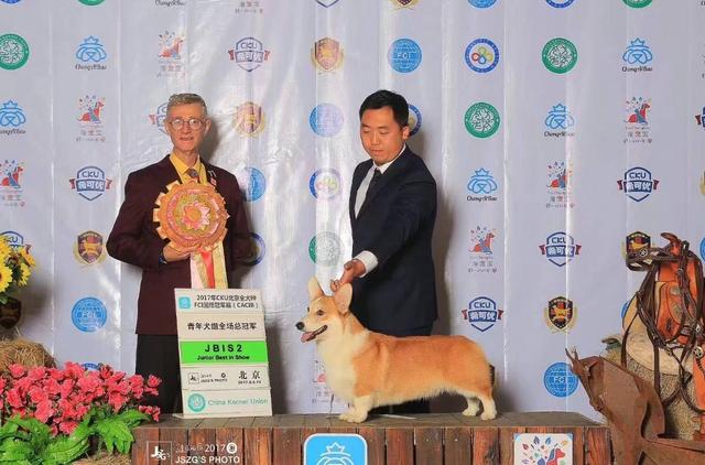 柯基犬怎么挑选，怎样挑选一只长大后好看的柯基