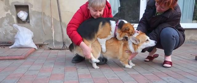 柯基犬怎么挑选，怎样挑选一只长大后好看的柯基