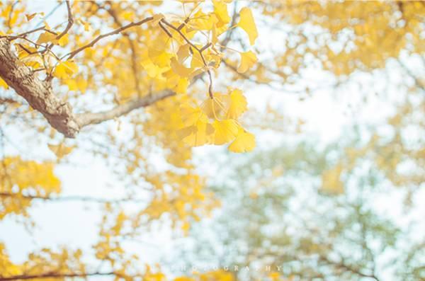 早安爱情170927：这个季节，最适合想你
