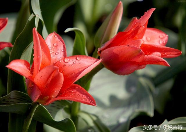 采得百花成蜜后为谁辛苦为谁甜，为谁辛苦为谁甜完整诗（每日一诗：采得百花成蜜后）