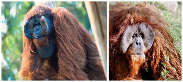 人猿星球与猩球崛起的关系，新版《人猿星球》即将开拍