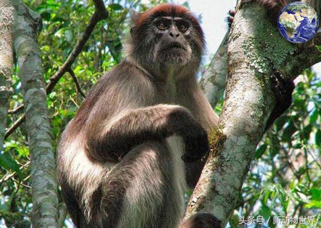 世界上最大的猴子，世界上最稀有的二十五种猴子之一（世界上最大的猴子的品种）