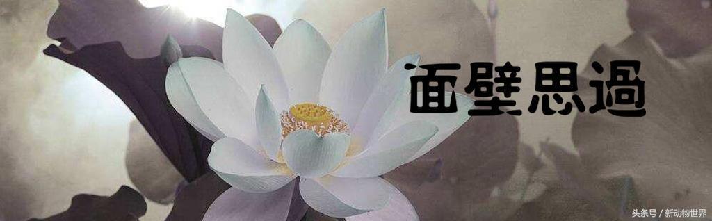 世界上最大的猴子，世界上最稀有的二十五种猴子之一（世界上最大的猴子的品种）