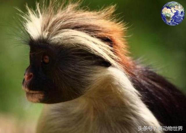 世界上最大的猴子，世界上最稀有的二十五种猴子之一（世界上最大的猴子的品种）