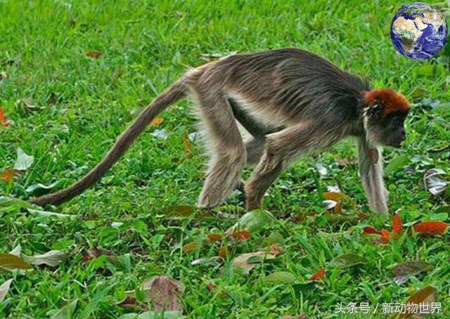 世界上最大的猴子，世界上最稀有的二十五种猴子之一（世界上最大的猴子的品种）