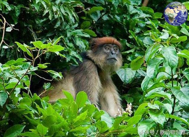 世界上最大的猴子，世界上最稀有的二十五种猴子之一（世界上最大的猴子的品种）
