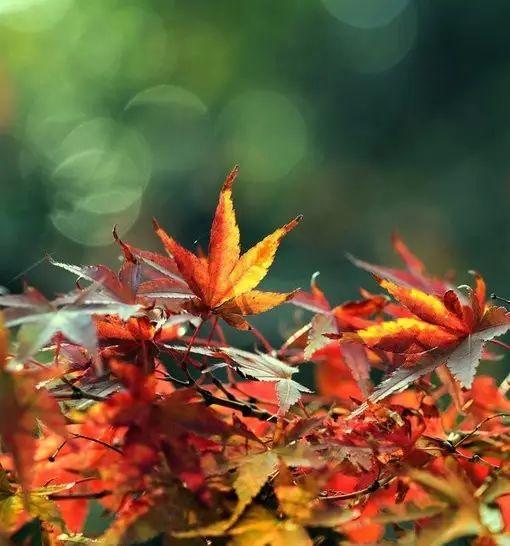 早安祝福17091001：国庆节到了献给我的朋友