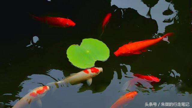 南浔古镇一日游攻略，南浔古镇自由行攻略一日游（如何畅游南浔古镇？我来回答你）