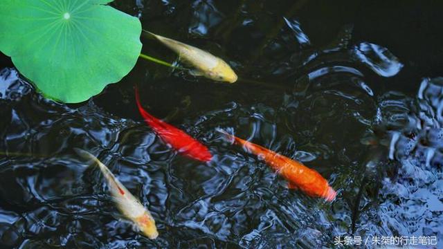 南浔古镇一日游攻略，南浔古镇自由行攻略一日游（如何畅游南浔古镇？我来回答你）