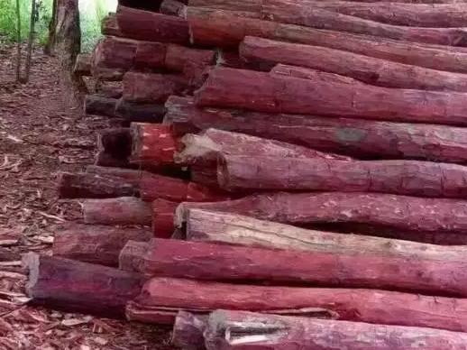 赞比亚血檀为什么特别亮，何去何从的“赞比亚血檀”到底什么来历