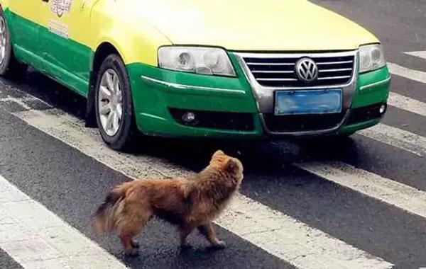 遇到猫咪被撞死会有什么凶兆，为躲小猫出车祸丧命