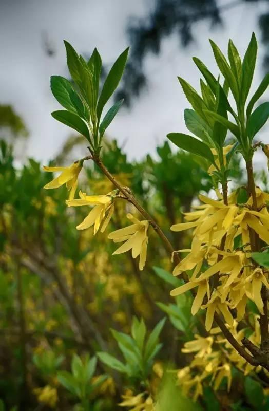 芙蓉树与合欢花的区别，常见中药材别名<七>