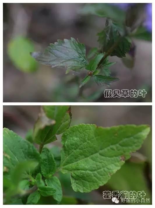 芙蓉树与合欢花的区别，常见中药材别名<七>