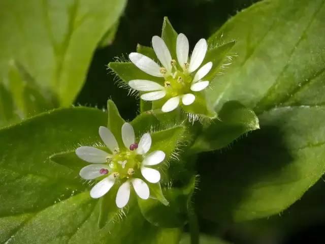 芙蓉树与合欢花的区别，常见中药材别名<七>