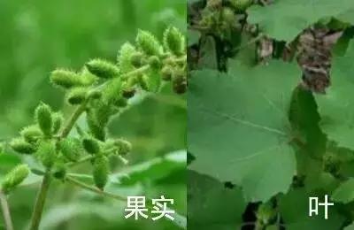 南京春天吃的野菜，比王宝钏更懂野菜的，是南京人