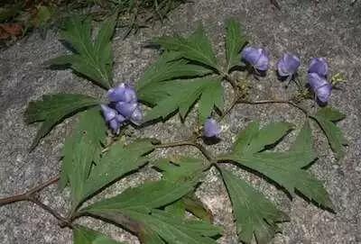 南京春天吃的野菜，比王宝钏更懂野菜的，是南京人