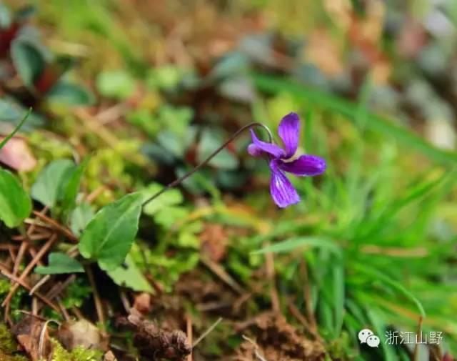 芙蓉树与合欢花的区别，常见中药材别名<七>