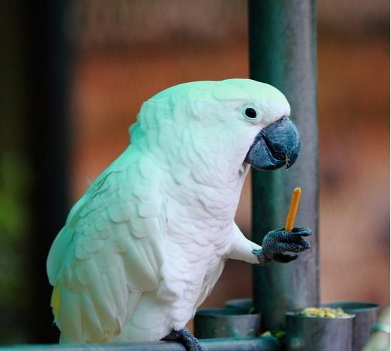 鹦鹉怎么训练说话，怎么教鹦鹉说话最容易简单步骤（亲身讲述怎样教会鹦鹉说话）